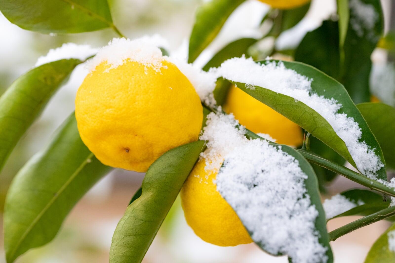  【冬至っていつ？】冬至の意味と過ごし方。“ん”の付く食べ物で冬をあたたかく｜2025年版 