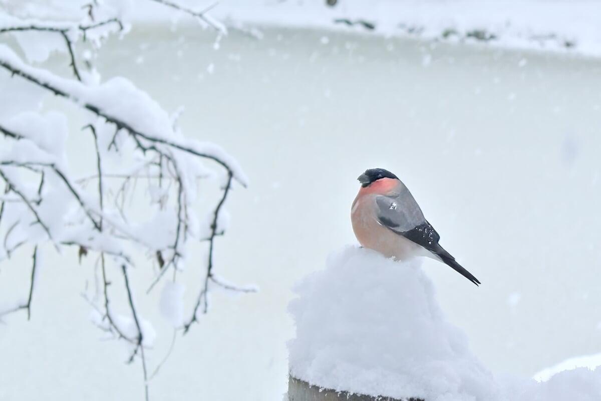 その雪、積もる？積もらない？｜雪の種類一覧と気をつけたい雪の見分け方  