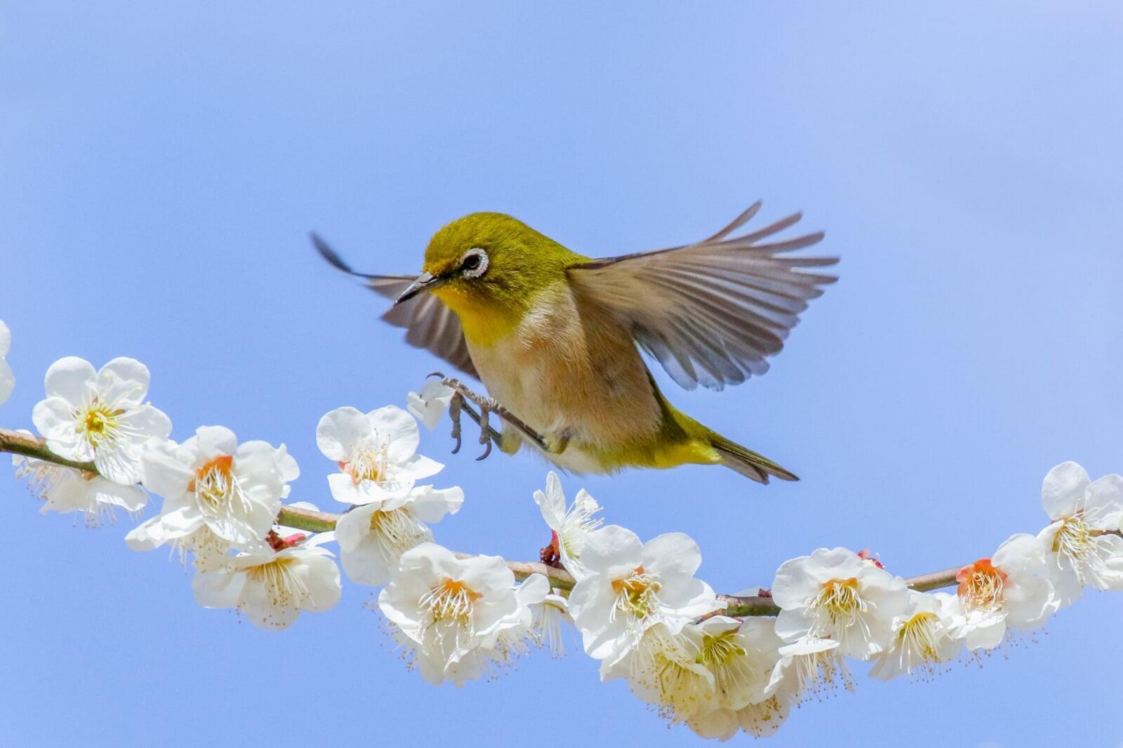 【2026年版】梅の開花予想｜姫路の梅はいつ満開？見頃と関西の最新状況  