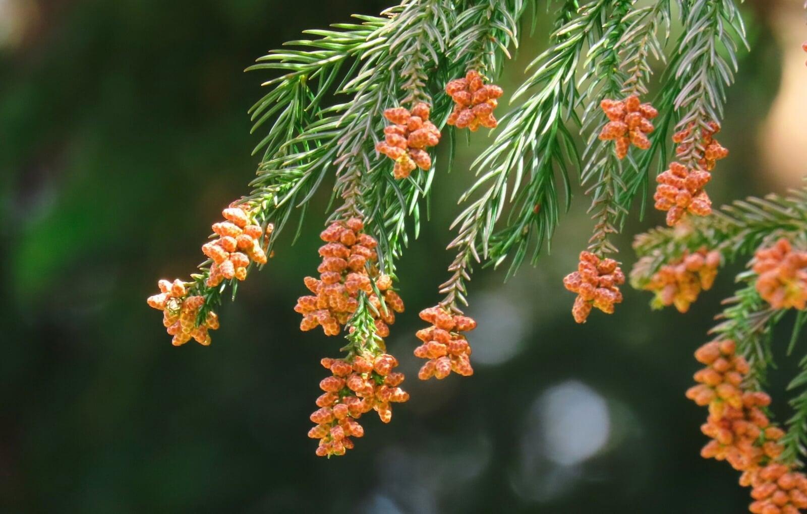 【2026年版】スギ花粉はいつからいつまで？花粉予測と症状セルフチェック・今からできる対策  