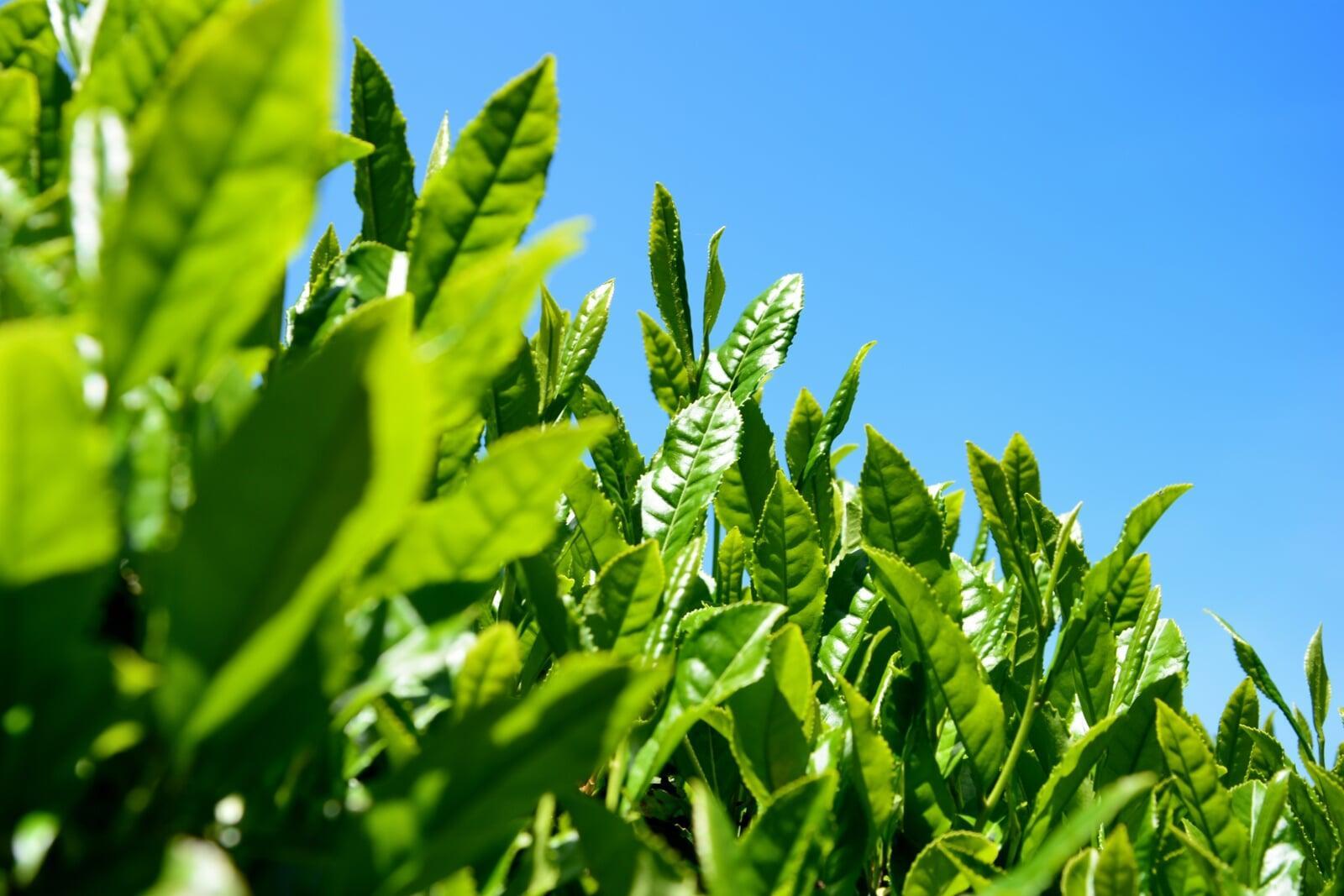 【2026年】八十八夜とは?｜「新茶」はなぜこの時期なのか