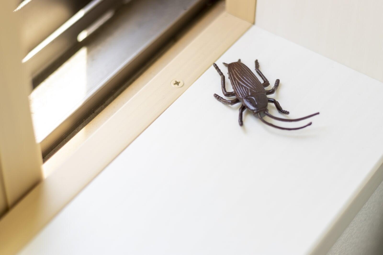 《もう出てきた…を防ぐ》ゴキブリ対策は“いつから”？最強予防と出さない家づくり  