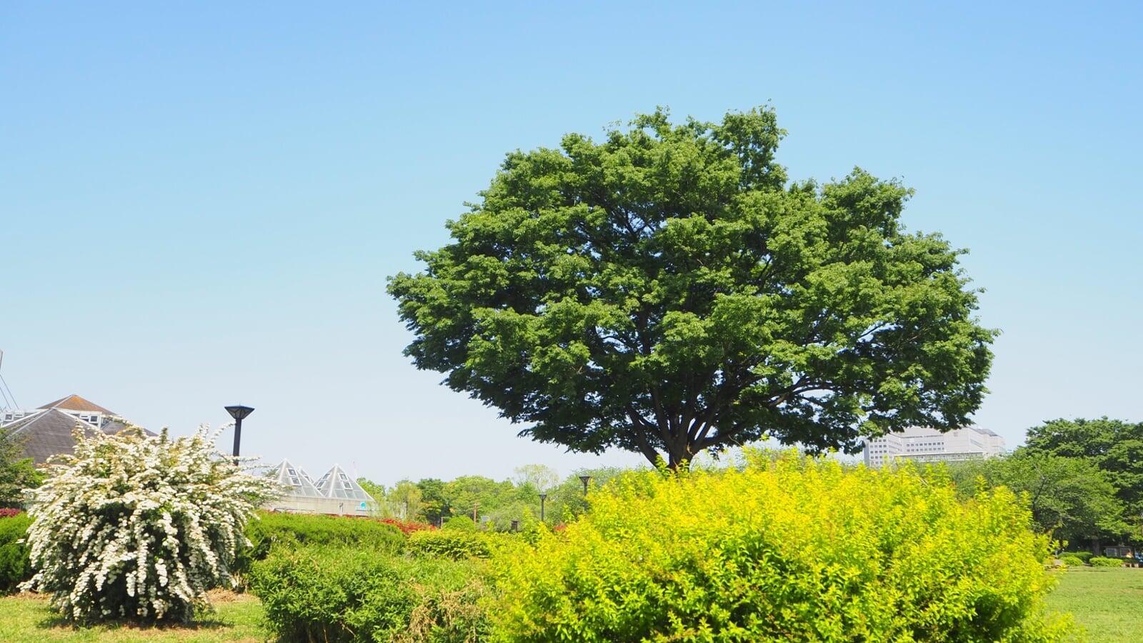 【2026年版】立夏とは？いつから夏？食べ物・過ごし方で季節の変わり目を心地よく  