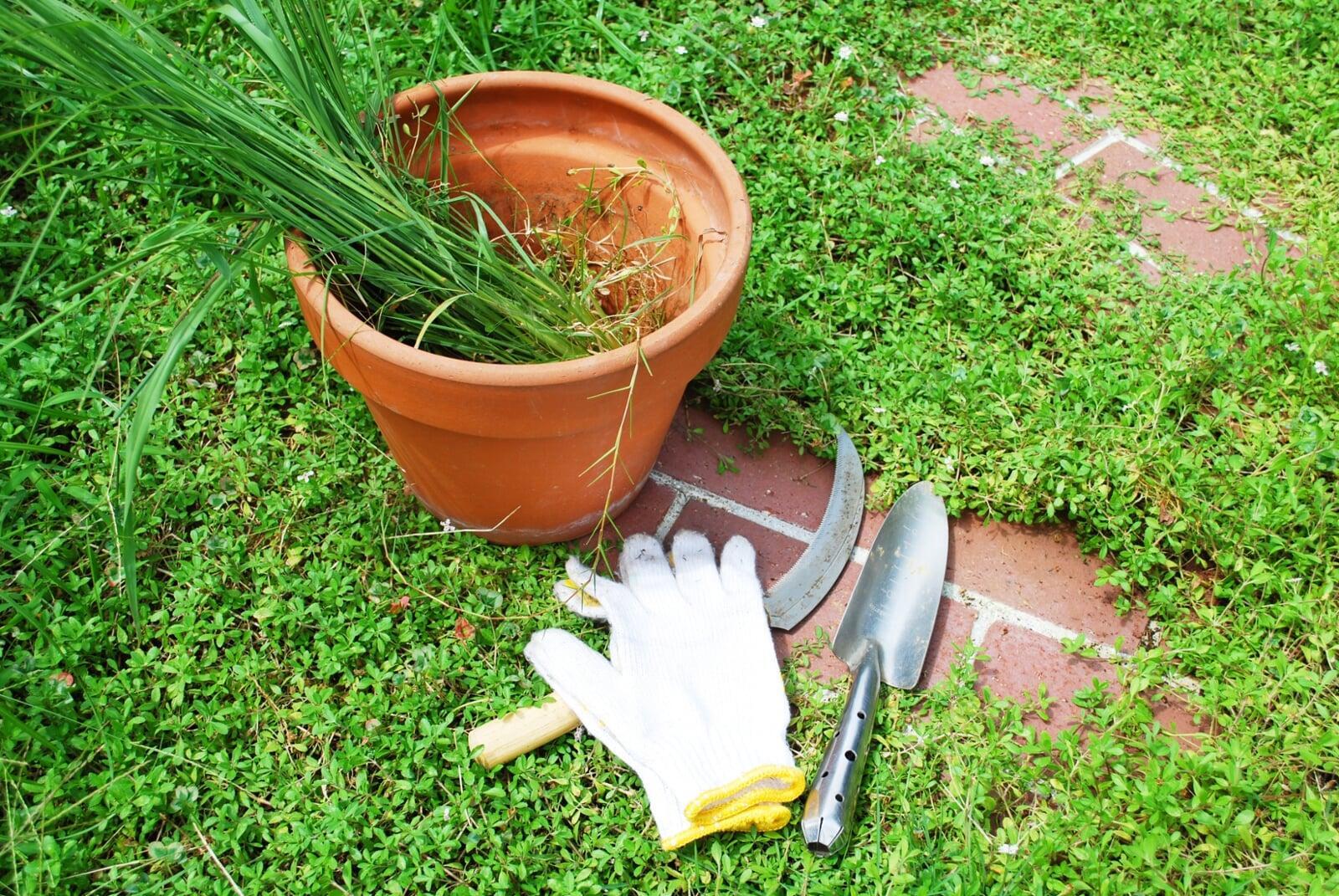 【春の雑草対策】庭の草刈りいつやる？タイミングと時間帯｜ラクに続く方法