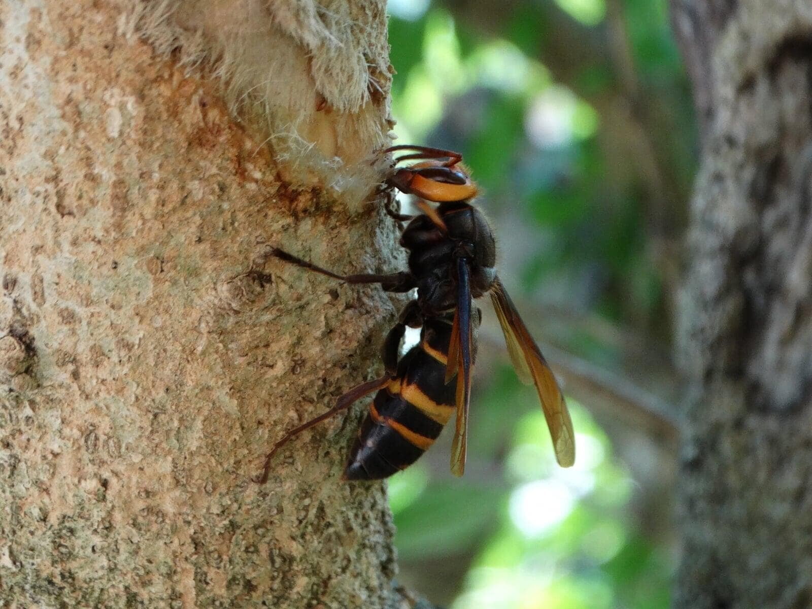 《スズメバチが危険な時期は？》9月の対策・蜂の巣駆除と刺されたときの対処法