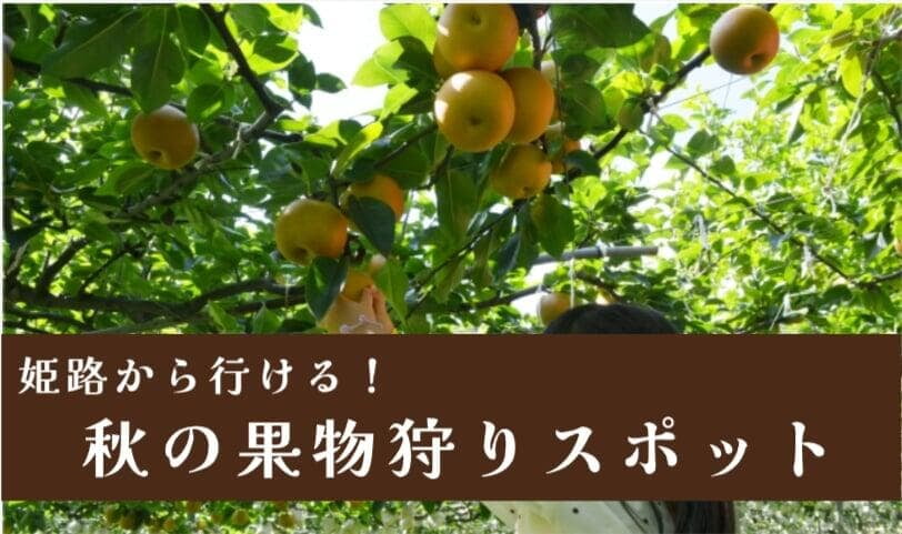 【2026年版】姫路から行ける秋の果物狩り｜栗・梨・りんごが楽しめるスポット  
