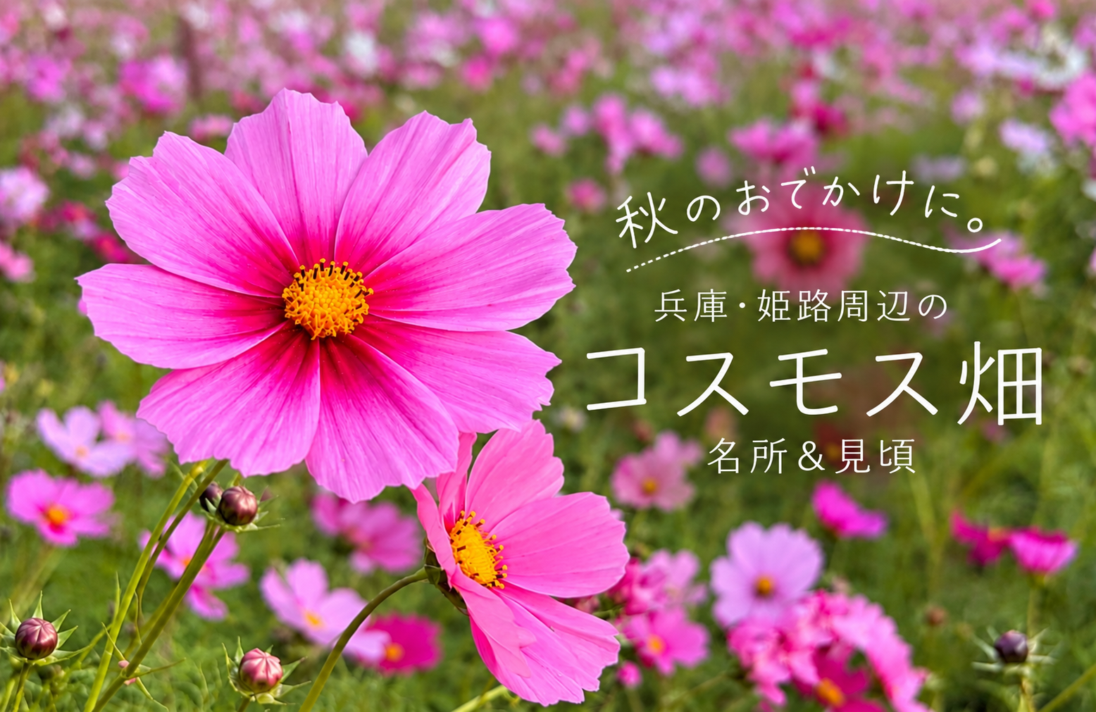 【2026】兵庫・姫路・たつの周辺のおすすめコスモス畑｜名所＆見頃はいつ？