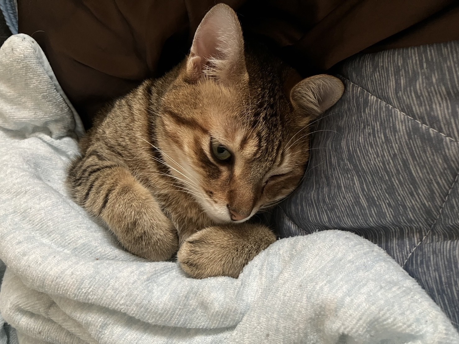   猫と暮らすって、こんなにも幸せ——保護猫との日常