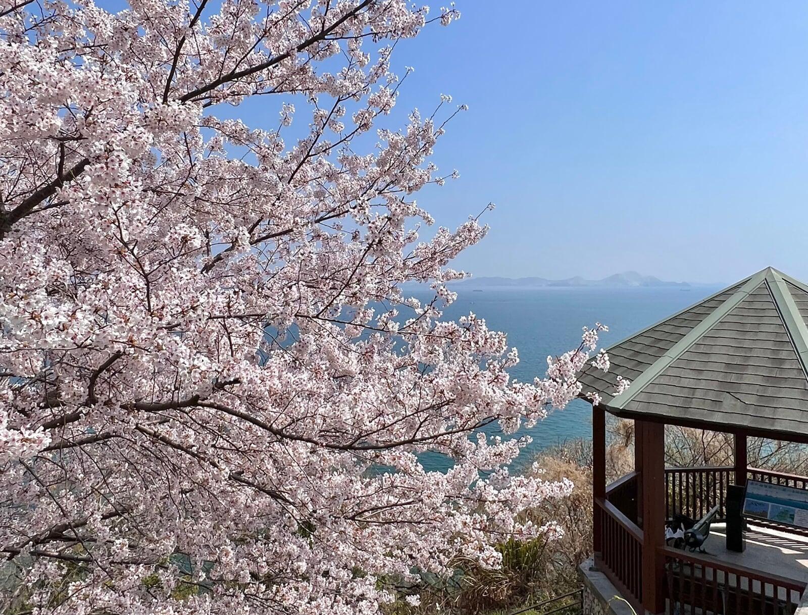  【2025年版】姫路・西はりまのお花見スポット5選！開花予想と見どころをチェック   