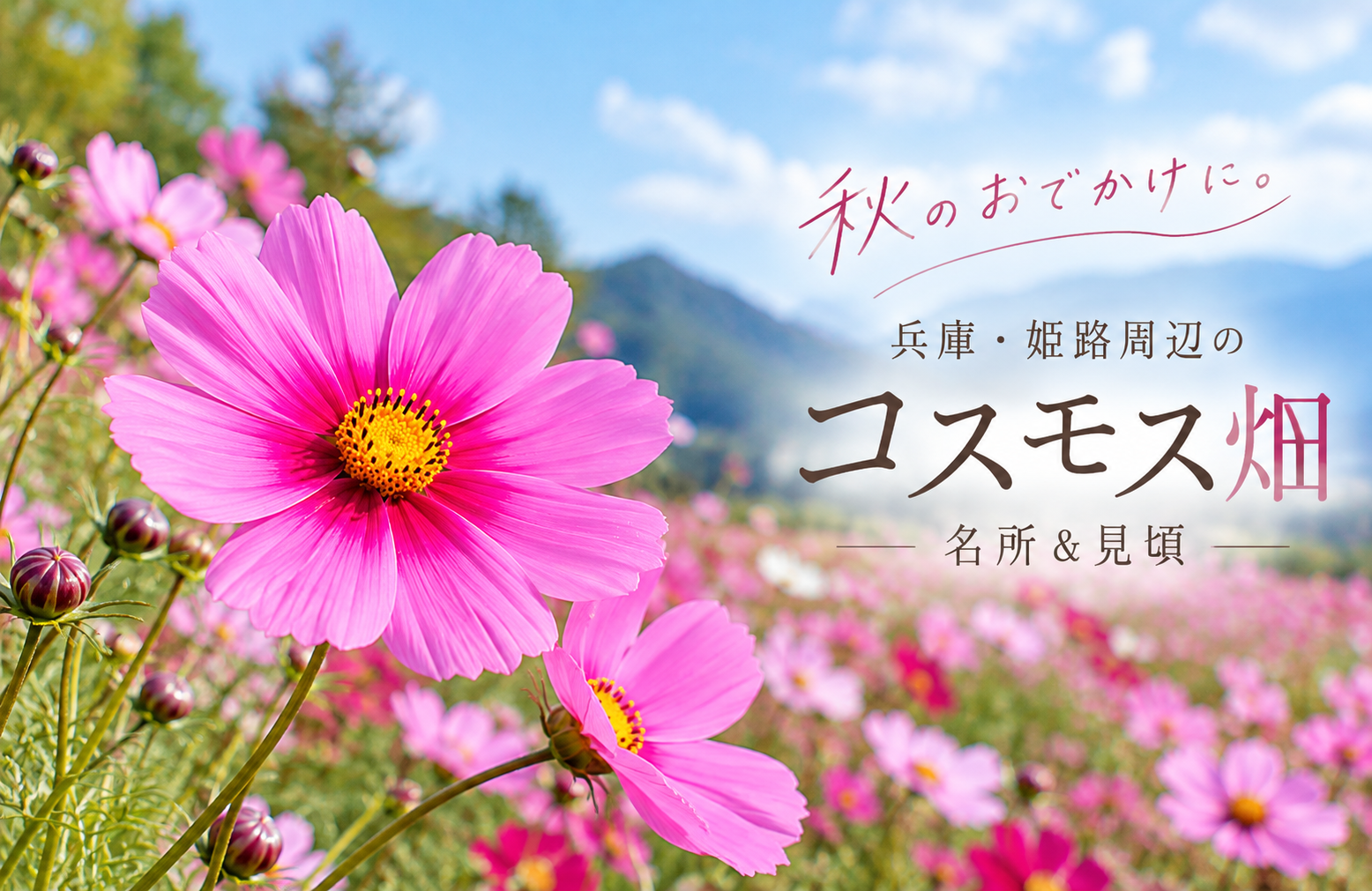 【2026】兵庫・姫路・たつの周辺のおすすめコスモス畑｜名所＆見頃はいつ？